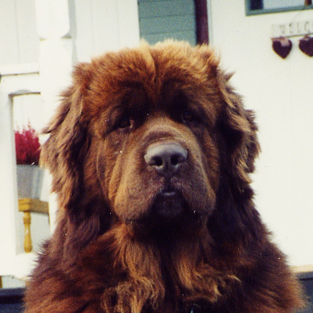 Ferdinand